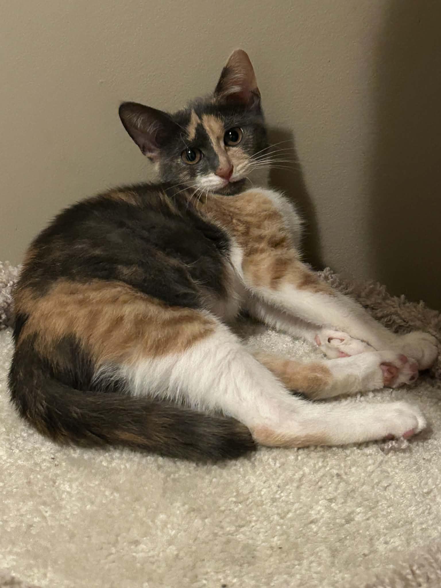 Enlarge Stella, a Adoptable Domestic Short Hair in Wading River, NY image 5/5