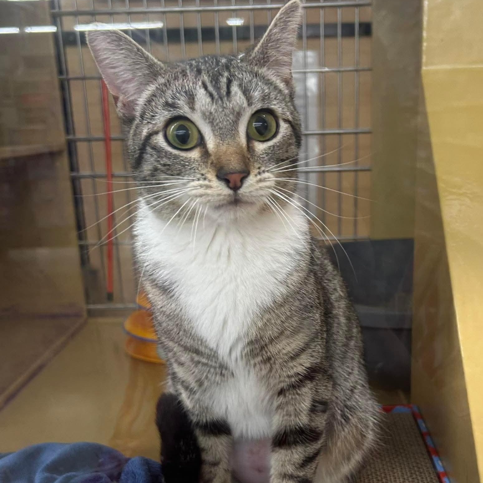 Cupcake Icing, an adopted mixed breed in Gladstone, OR image 1/6