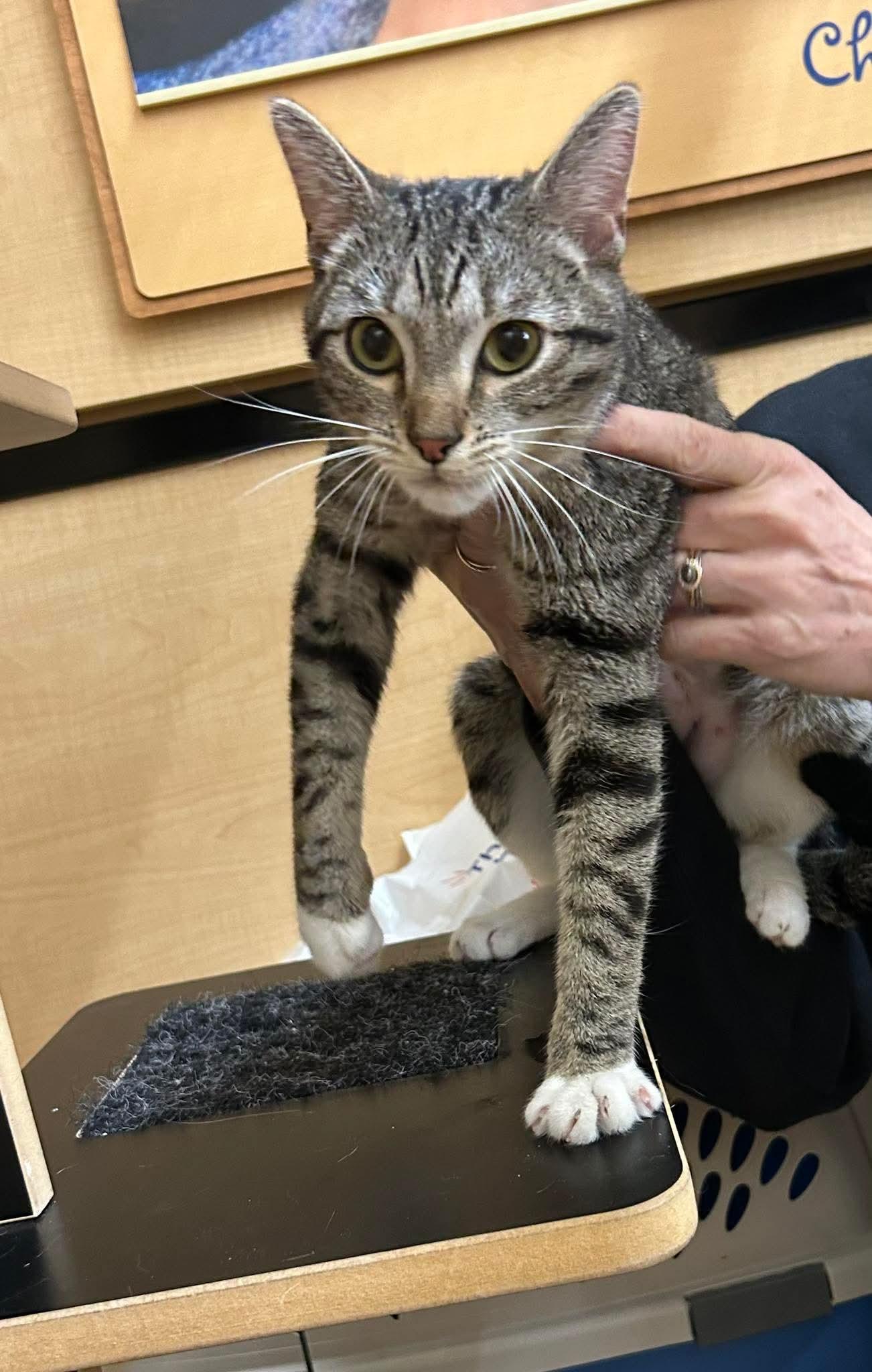 Cupcake Icing, an adopted mixed breed in Gladstone, OR image 4/6