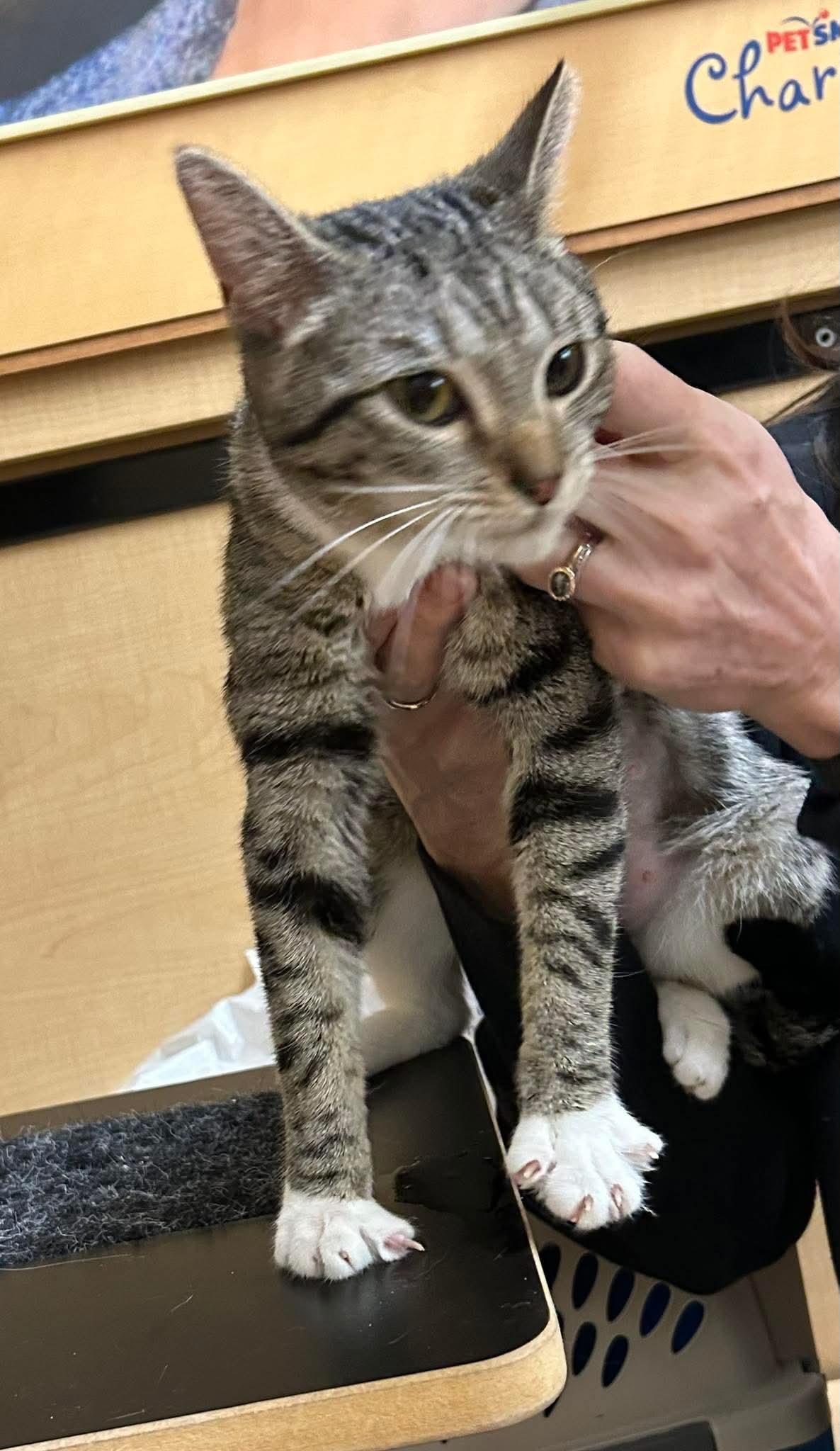 Cupcake Icing, an adopted mixed breed in Gladstone, OR image 2/6