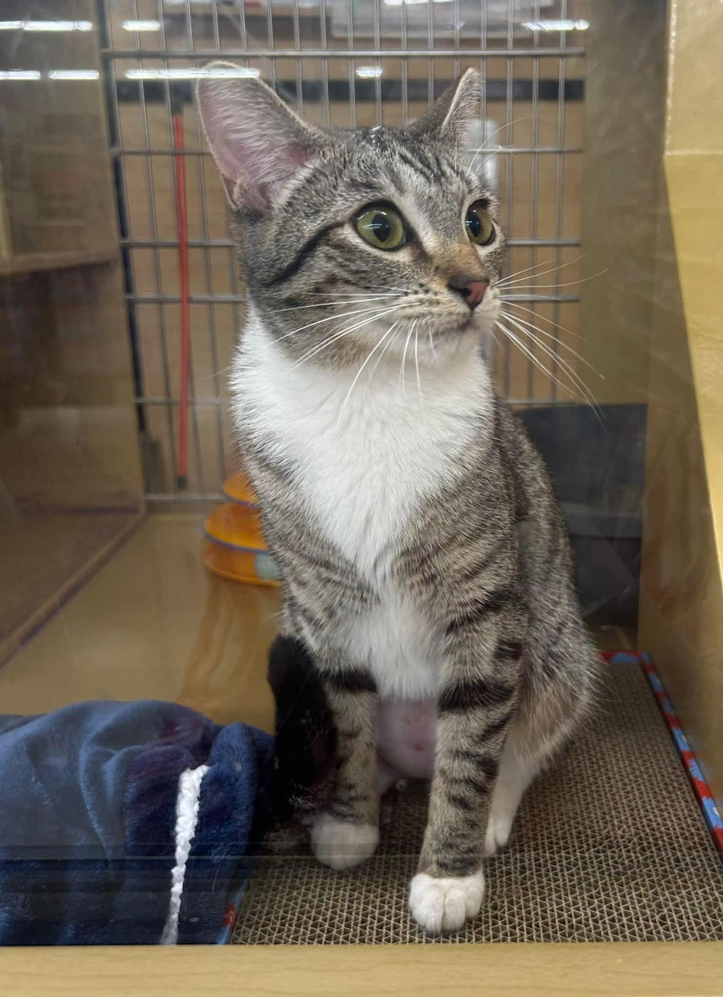 Cupcake Icing, an adopted mixed breed in Gladstone, OR image 5/6