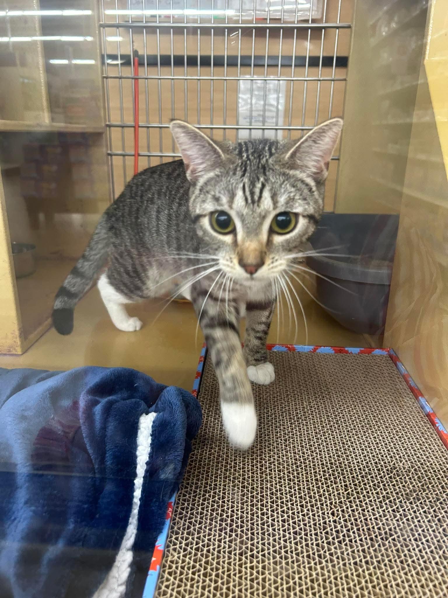 Cupcake Icing, an adopted mixed breed in Gladstone, OR image 3/6