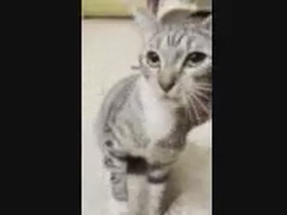 Enlarge Cupcake Icing, an adopted mixed breed in Gladstone, OR video 6/6