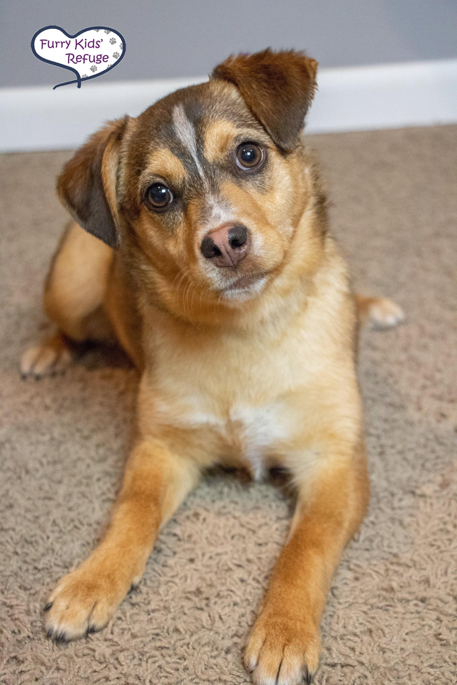 Enlarge Cinnamon, a Adopted mixed breed in Lee's Summit, MO image 1/3