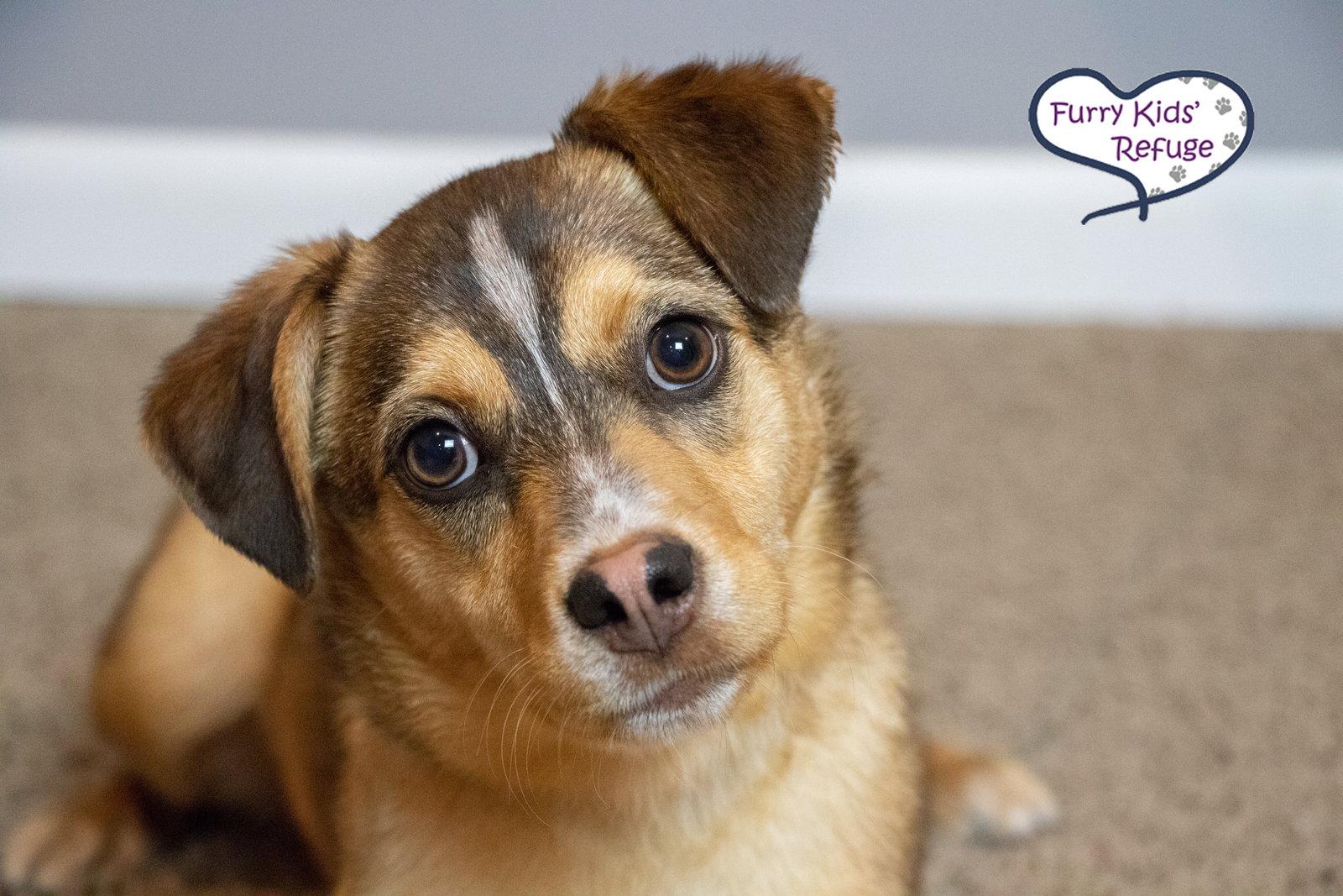 Enlarge Cinnamon, a Adopted mixed breed in Lee's Summit, MO image 2/3