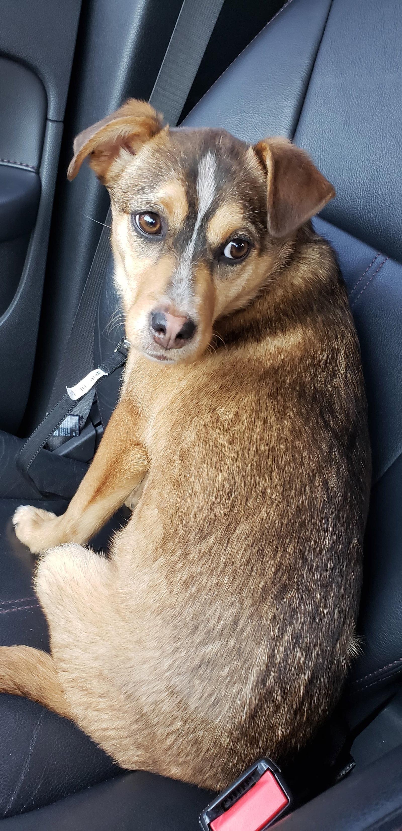 Enlarge Cinnamon, a Adopted mixed breed in Lee's Summit, MO image 3/3