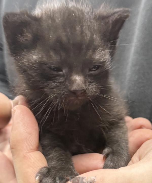 Dusk, Adoptable, Kitten Male Domestic Short Hair.