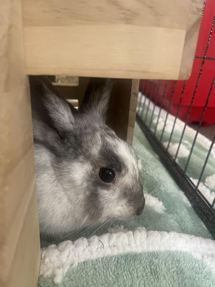 Enlarge Bumble, a Adoptable mixed breed in Naples, FL image 1/6