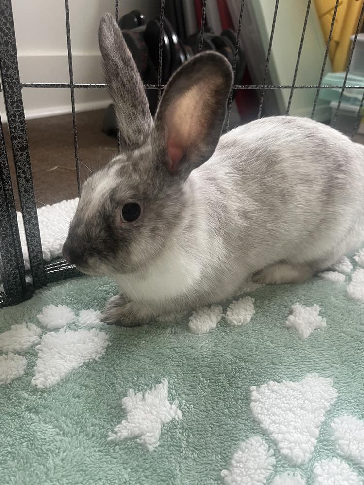 Enlarge Bumble, a Adoptable mixed breed in Naples, FL image 2/6