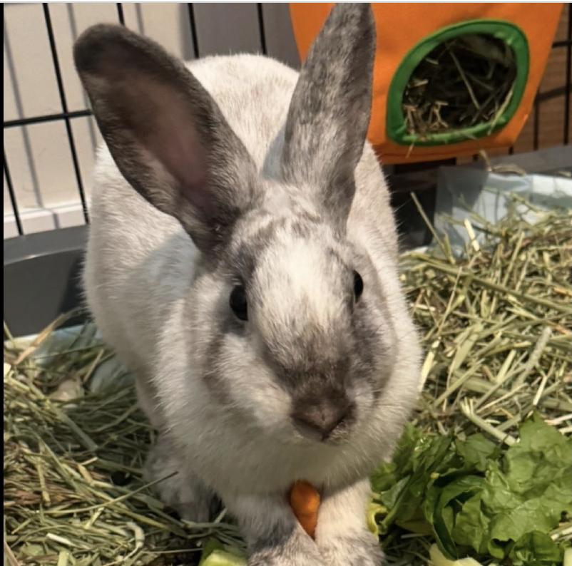 Enlarge Bumble, a Adoptable mixed breed in Naples, FL image 4/6