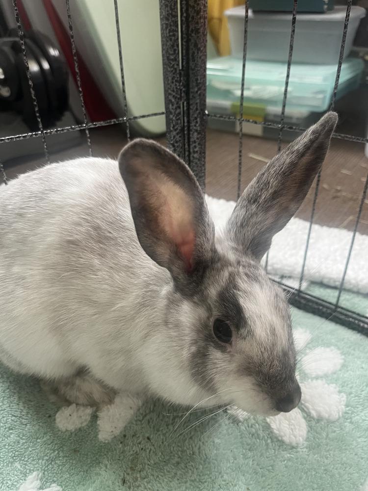 Enlarge Bumble, a Adoptable mixed breed in Naples, FL image 5/6