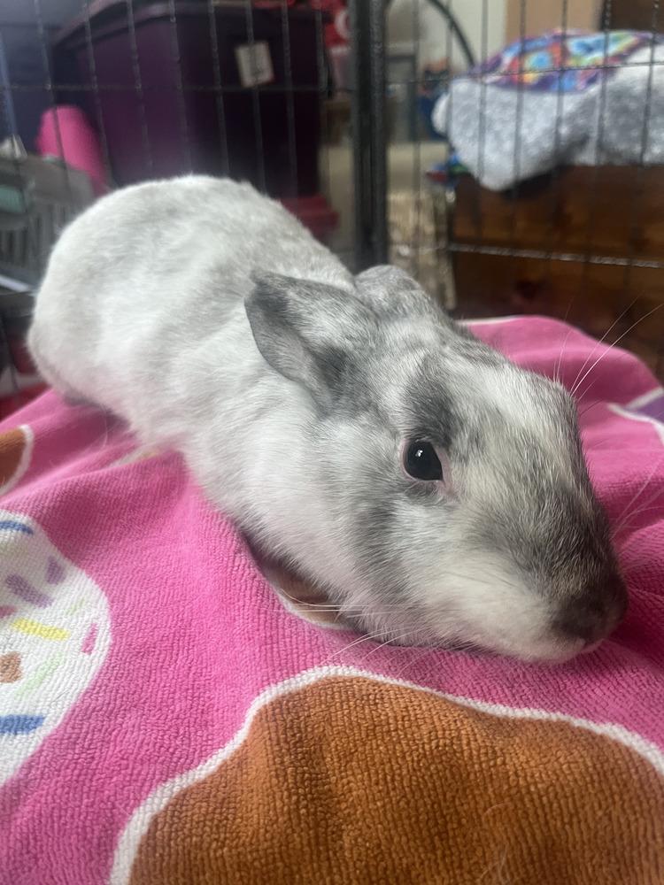 Enlarge Bumble, a Adoptable mixed breed in Naples, FL image 6/6