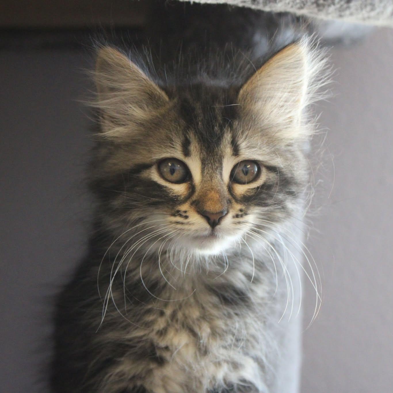 Alexandria, an adoptable Domestic Short Hair in Weaverville, CA, 96093 | Photo Image 1