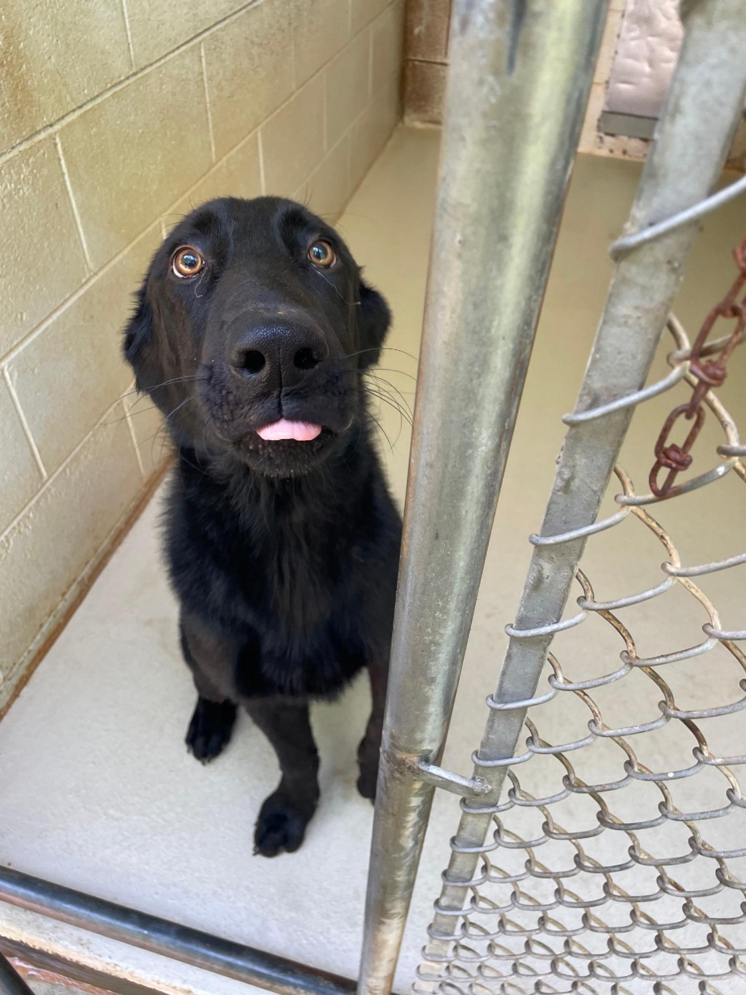Enlarge Riggs, a Adoptable mixed breed in Sautee Nacoochee, GA image 1/2