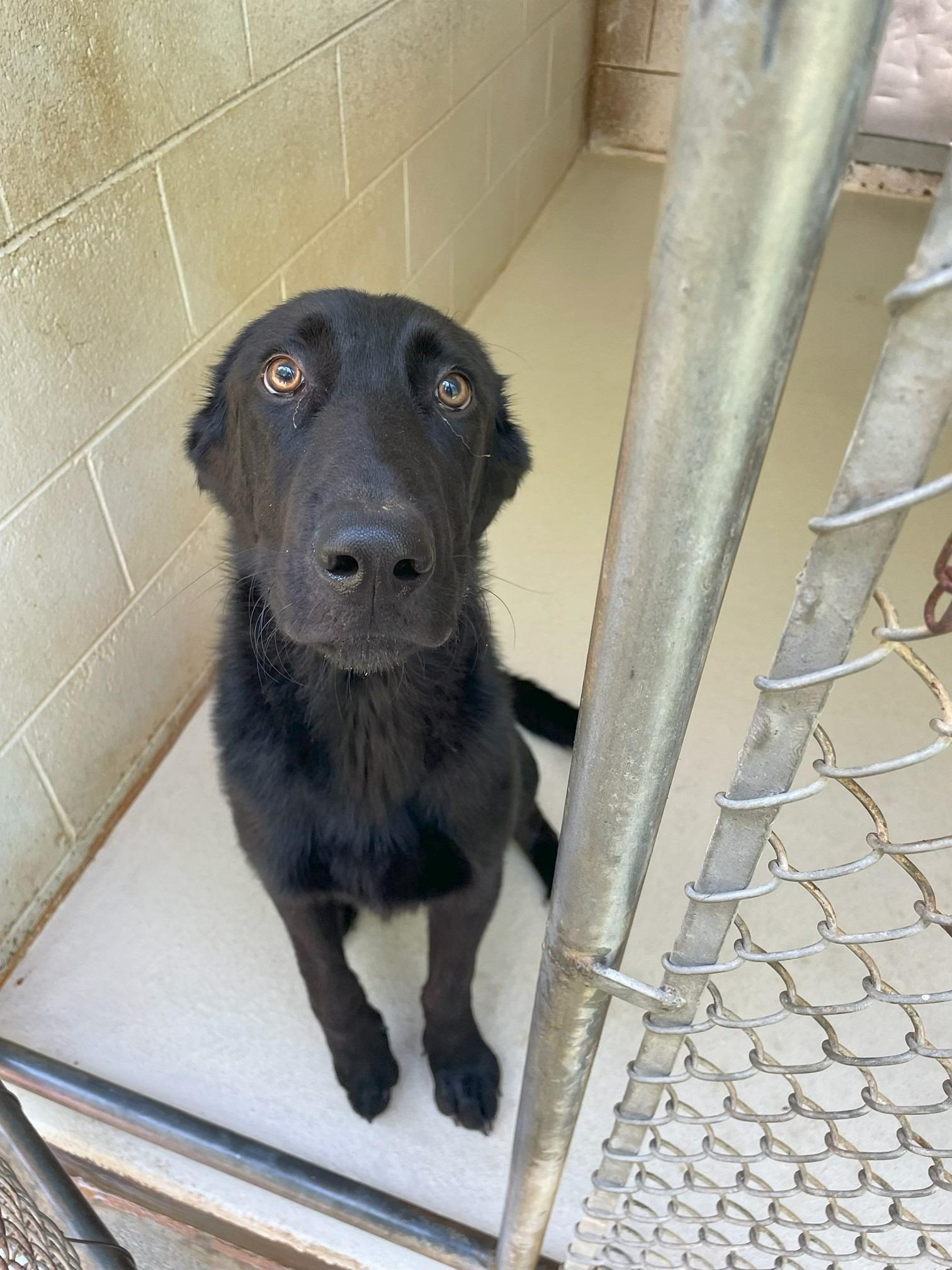 Enlarge Riggs, a Adoptable mixed breed in Sautee Nacoochee, GA image 2/2