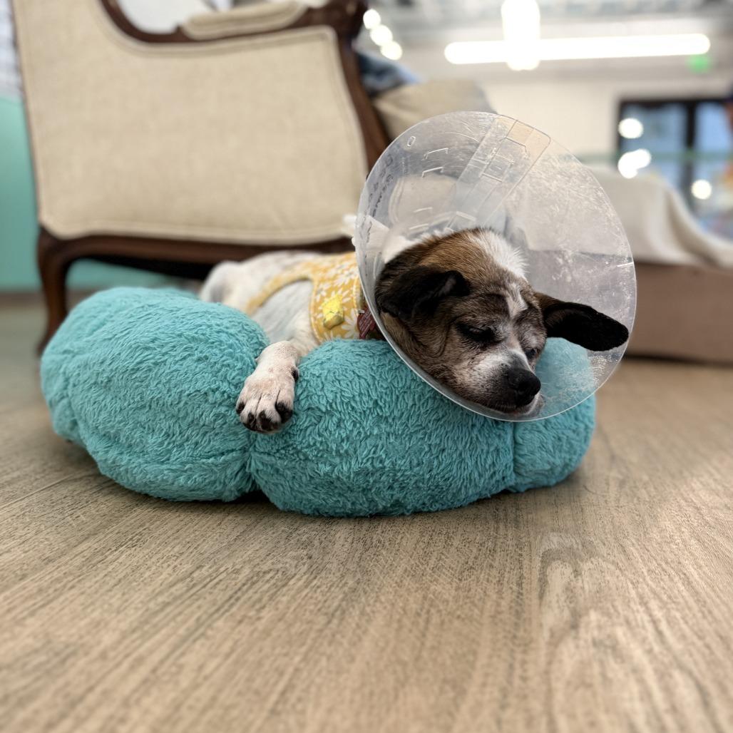 Bedazzle 14234, Adoptable, Senior Female Terrier.