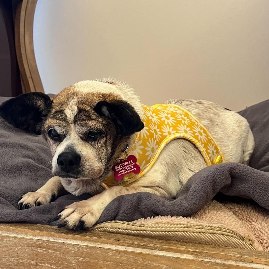Bedazzle 14234, Adoptable, Senior Female Terrier.