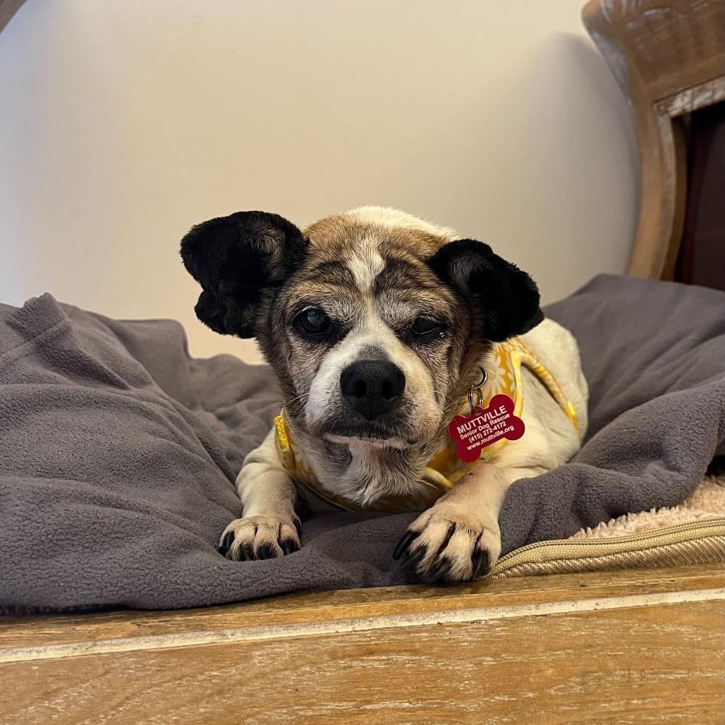 Bedazzle 14234, a Adoptable Terrier in San Francisco, CA image 3/6