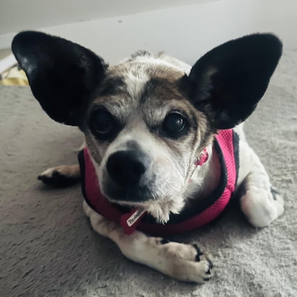 Bedazzle 14234, a Adoptable Terrier in San Francisco, CA image 3/6