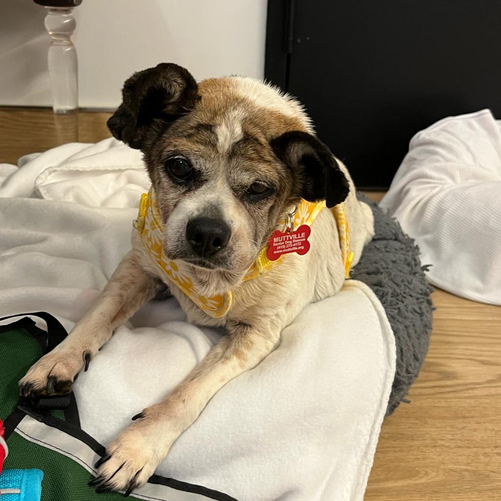Bedazzle 14234, a Adoptable Terrier in San Francisco, CA image 4/6
