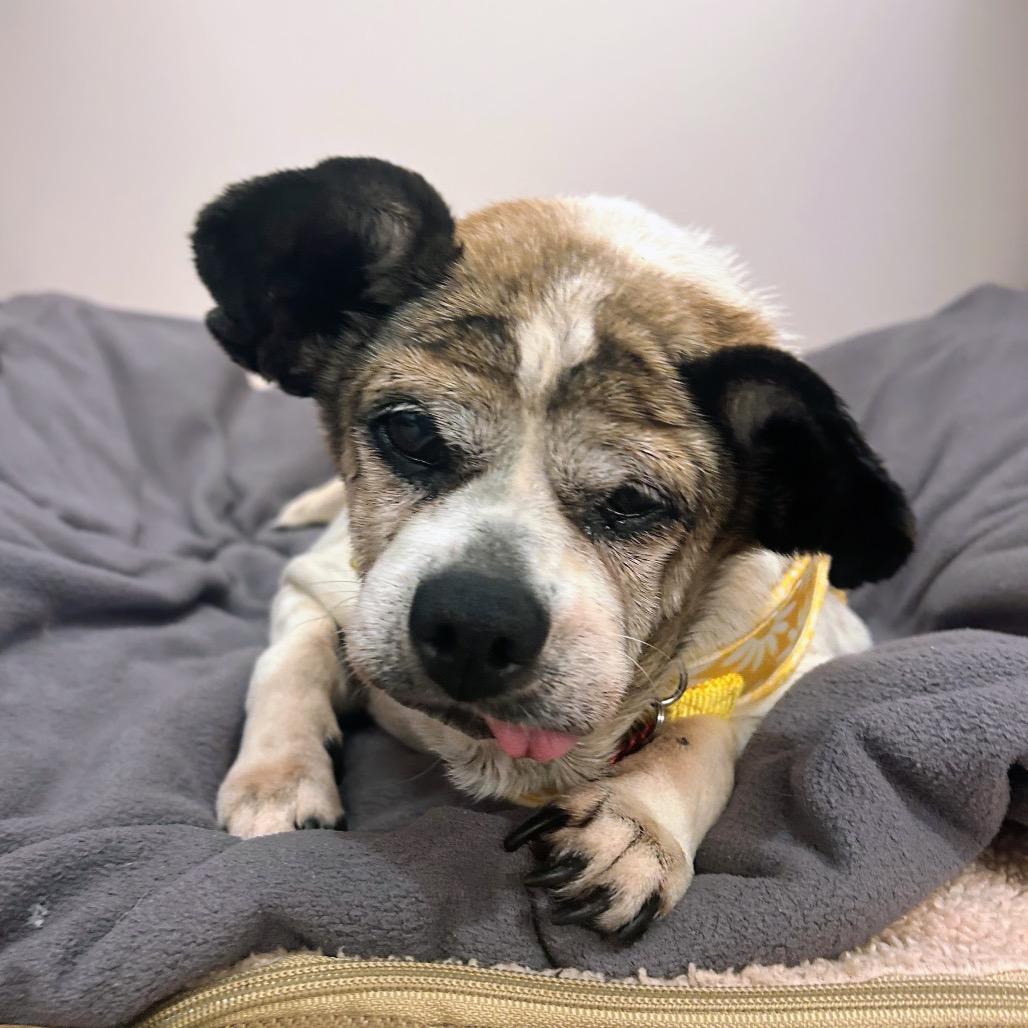 Bedazzle 14234, a Adoptable Terrier in San Francisco, CA image 6/6