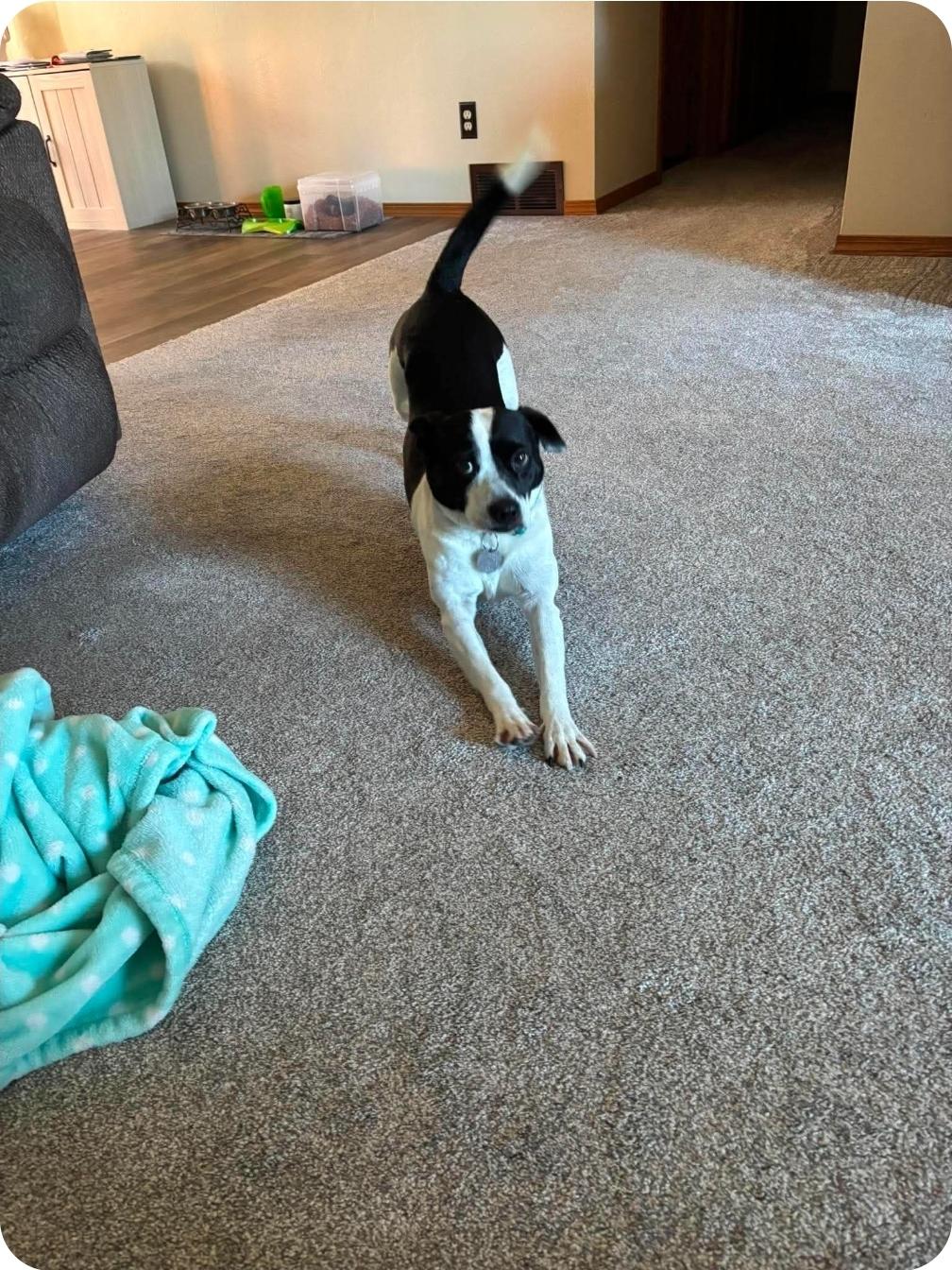 Enlarge Smokey Boy, an adopted Mixed Breed in De Pere, WI image 3/3