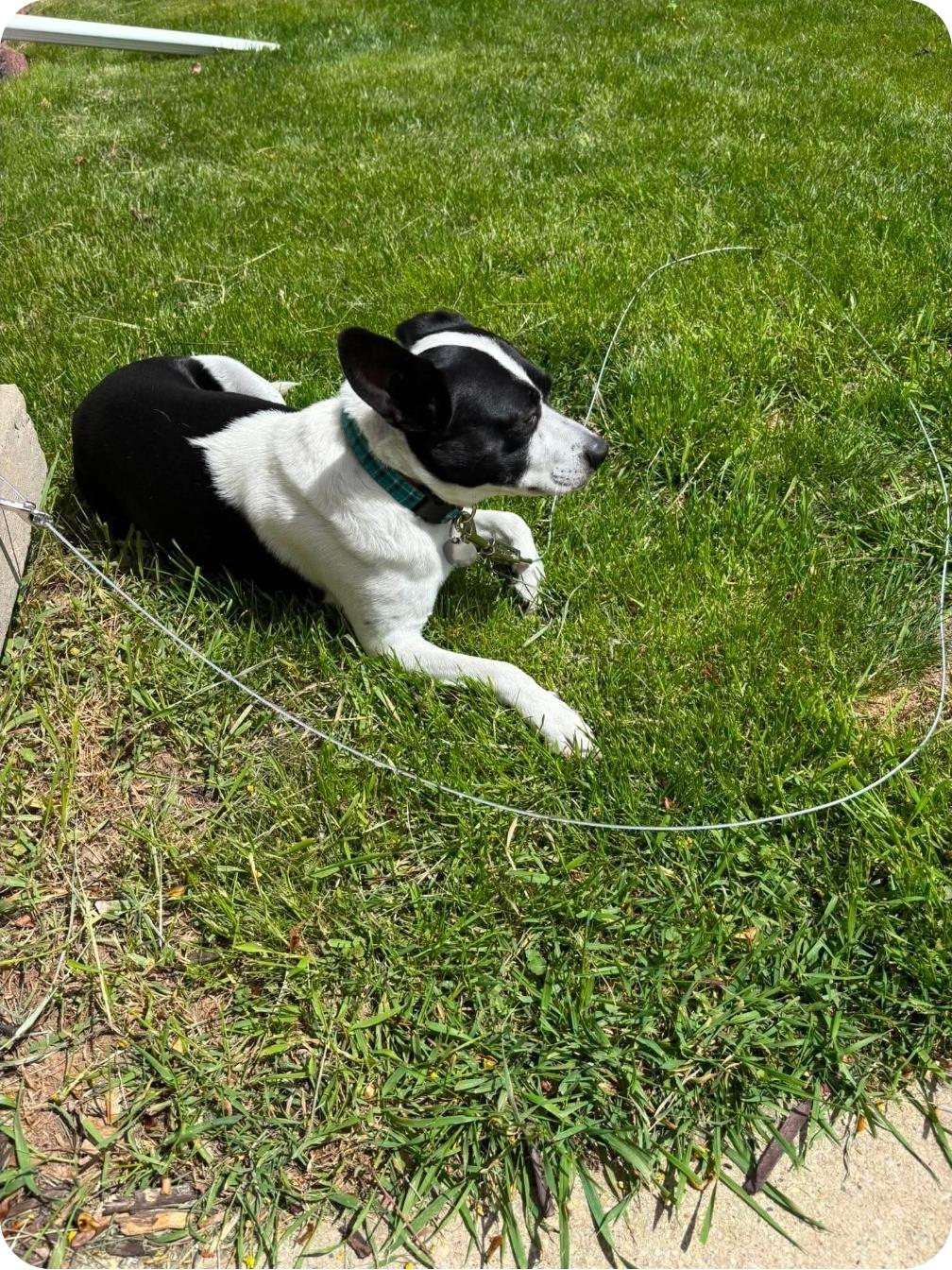 Enlarge Smokey Boy, an adopted Mixed Breed in De Pere, WI image 2/3