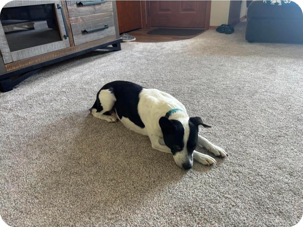 Smokey Boy, adopted, Adult Male Mixed Breed.