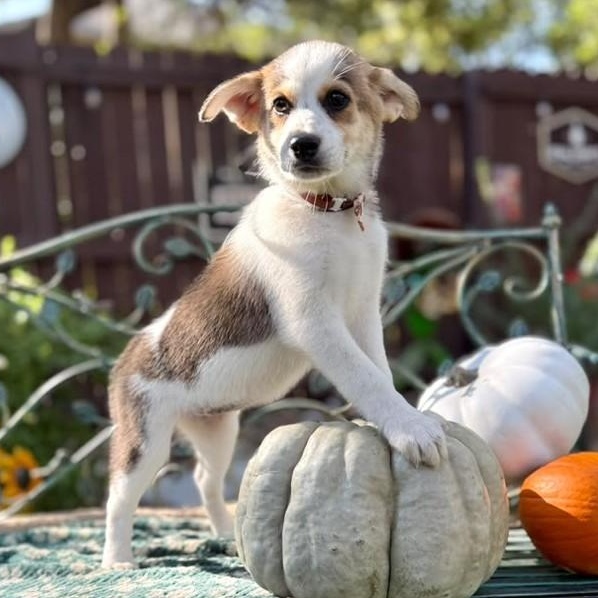 Maisy photo