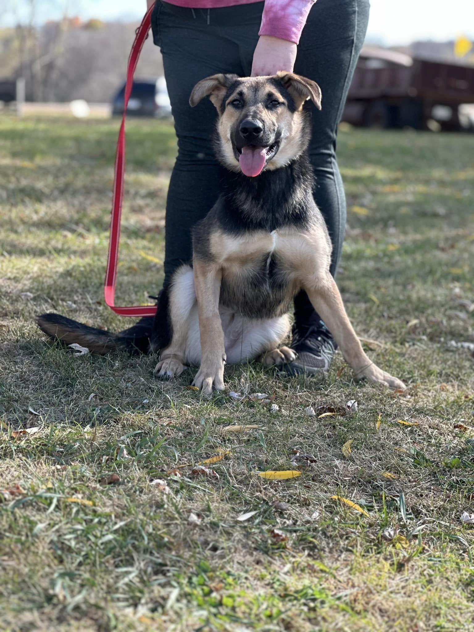 Lexus, Adoptable, Young Female Shepherd & Husky.