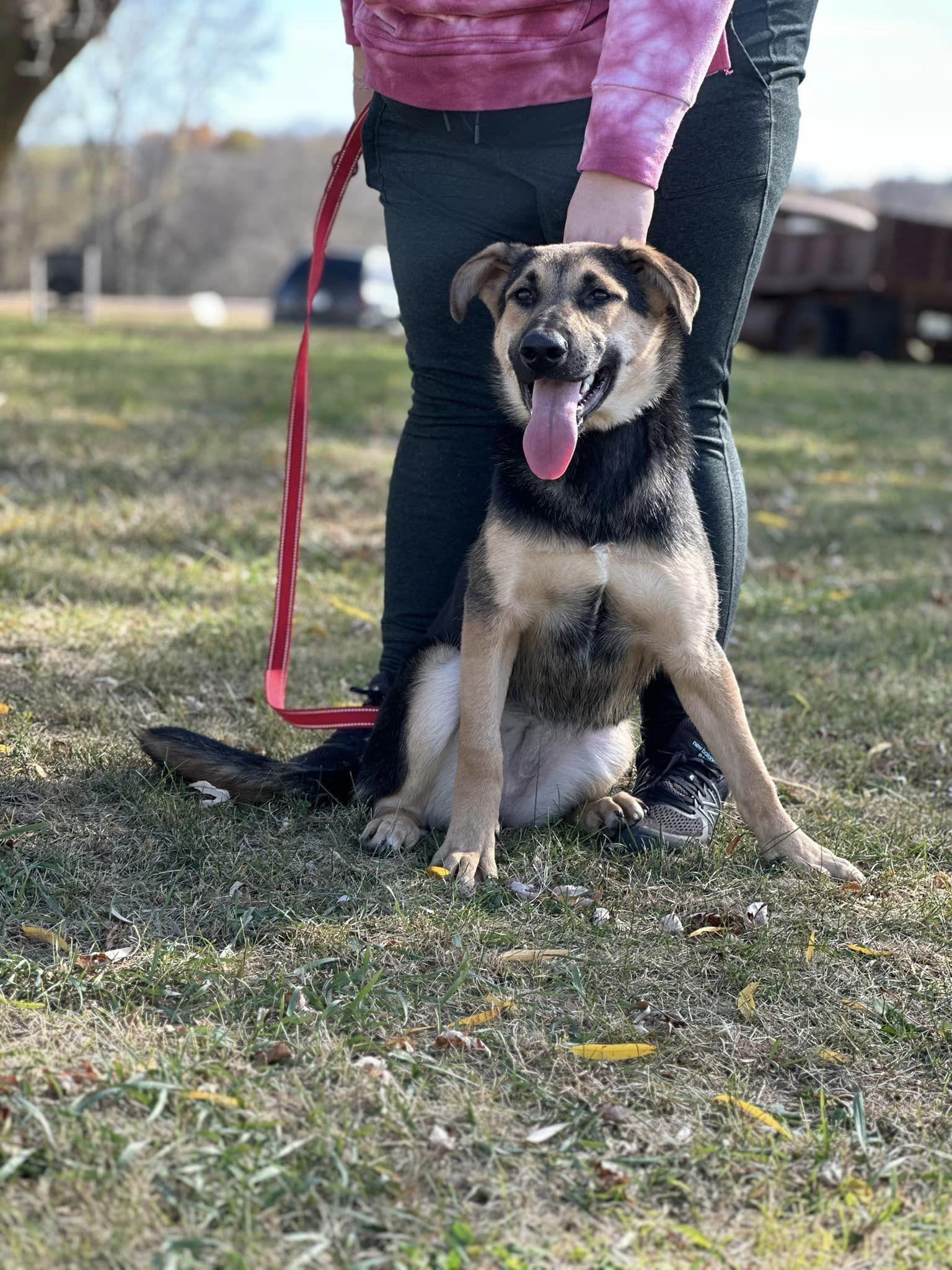 Enlarge Lexus, a Adoptable mixed breed in Lakeville, MN image 3/4