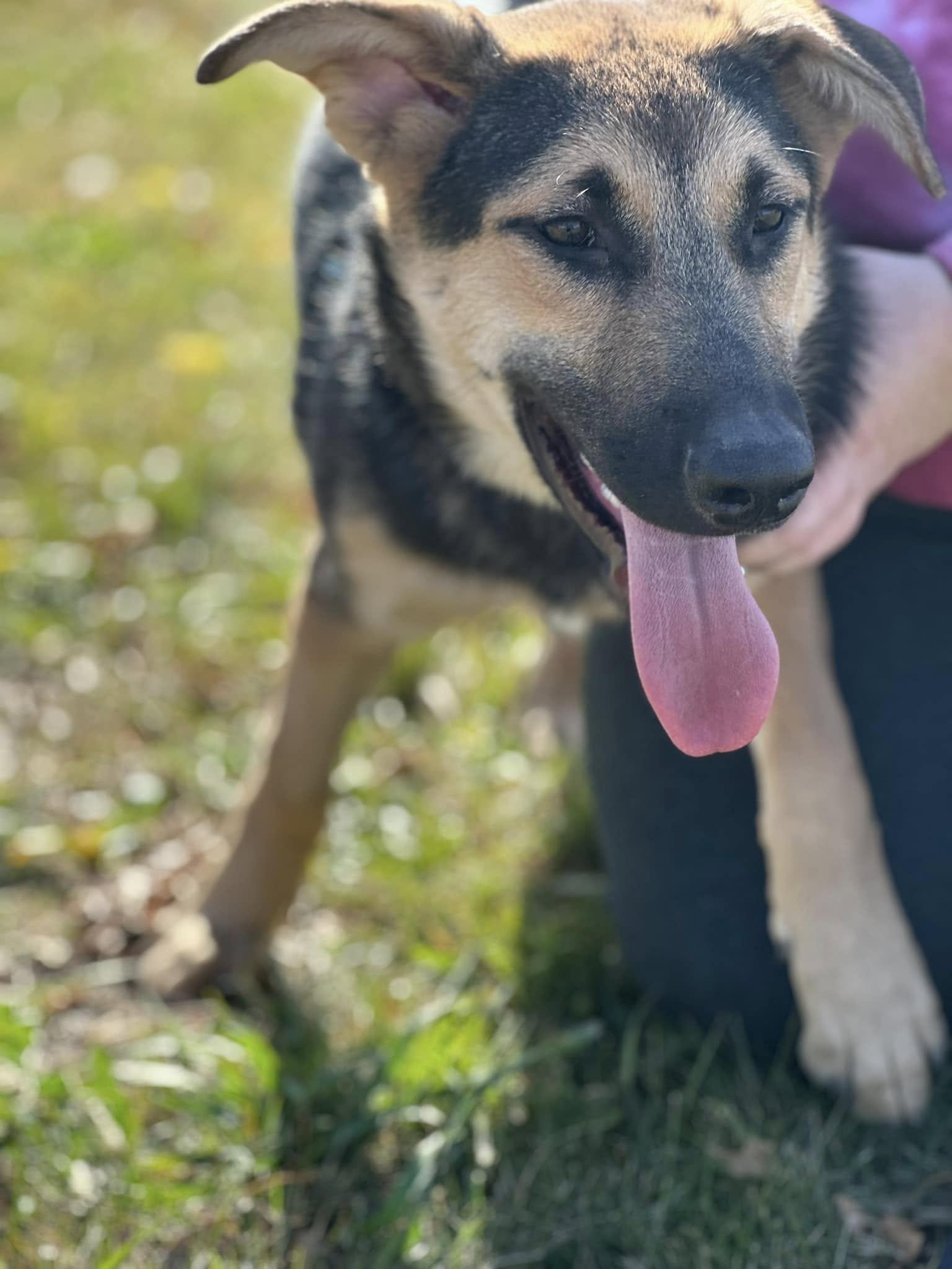 Enlarge Lexus, a Adoptable mixed breed in Lakeville, MN image 4/4