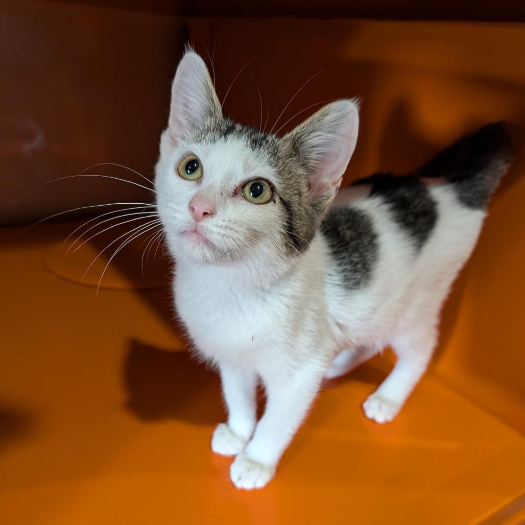 Laffy Taffy thumbnail 4