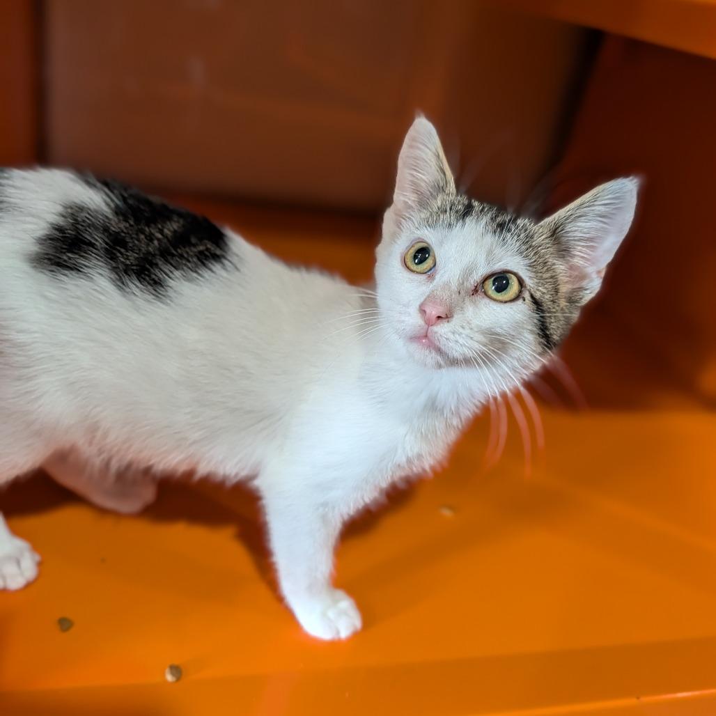 Laffy Taffy thumbnail 3