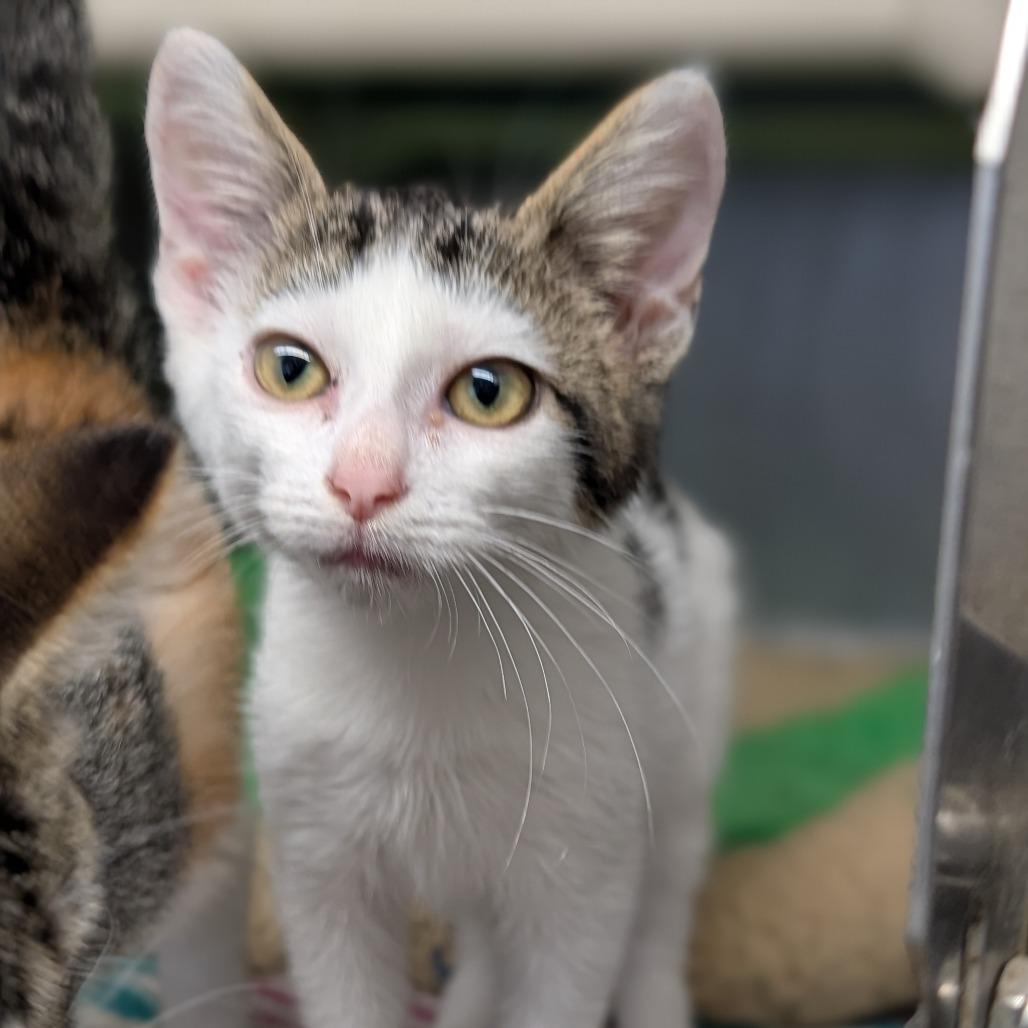 Laffy Taffy thumbnail 2