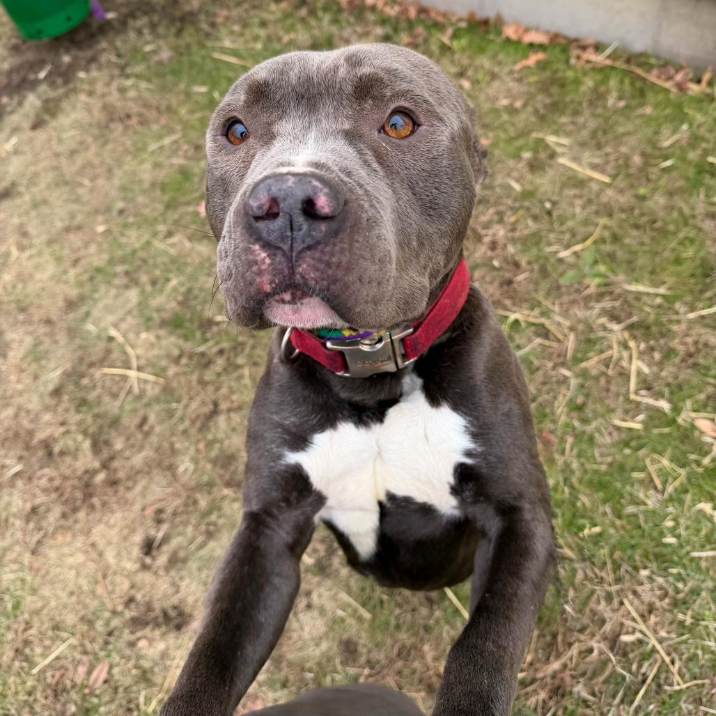 Missed Opportunity, a Adoptable Mixed Breed in Davenport, IA image 1/6