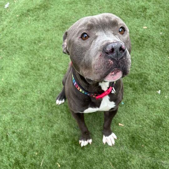 Missed Opportunity, a Adoptable Mixed Breed in Davenport, IA image 2/6