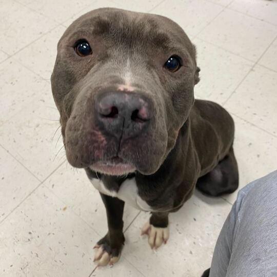 Missed Opportunity, a Adoptable Mixed Breed in Davenport, IA image 3/6