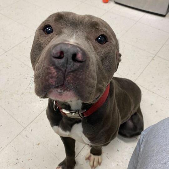 Missed Opportunity, a Adoptable Mixed Breed in Davenport, IA image 4/6