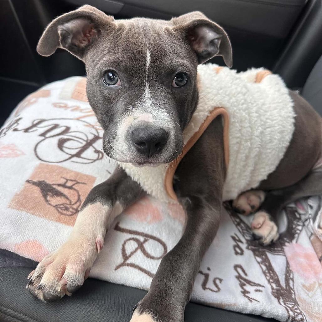 Murph, Adopted, Puppy Male Pit Bull Terrier.