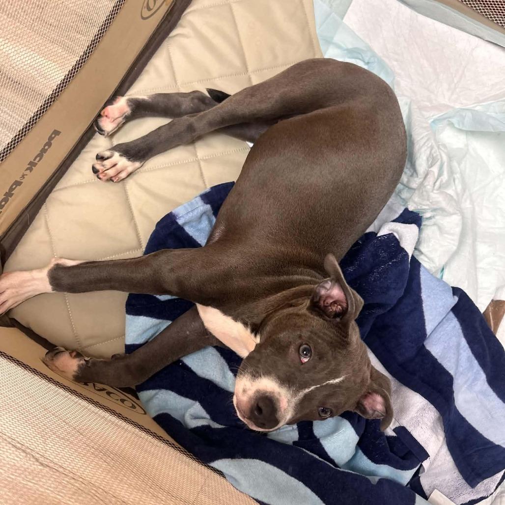Enlarge Murph, a Adopted Pit Bull Terrier in Levittown, NY image 2/2