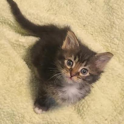 Radio Shack, Adoptable, Kitten Male Domestic Short Hair.