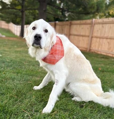 Sasha, adopted, Young Female Great Pyrenees.