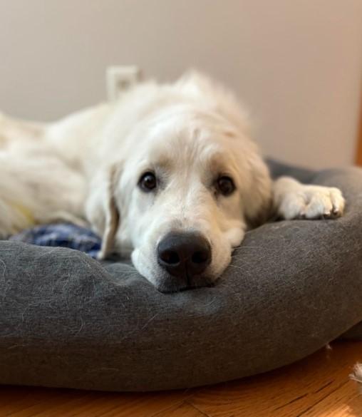 Enlarge Sasha, an adopted mixed breed in Barrington Hills, IL image 2/3