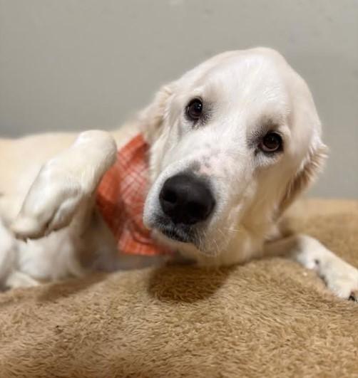 Enlarge Sasha, an adopted mixed breed in Barrington Hills, IL image 3/3