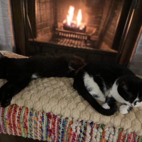 Waylon, Adoptable, Kitten Male Domestic Short Hair.