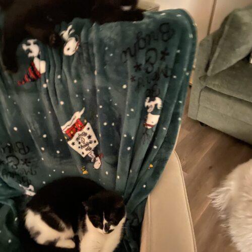 Enlarge Waylon, a Adoptable Domestic Short Hair in Fishers, IN image 2/5