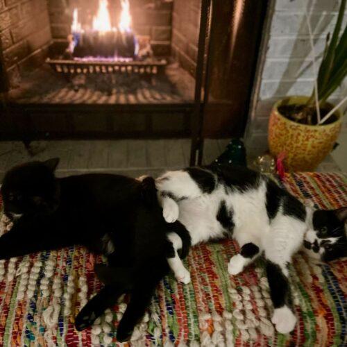 Enlarge Waylon, a Adoptable Domestic Short Hair in Fishers, IN image 3/5