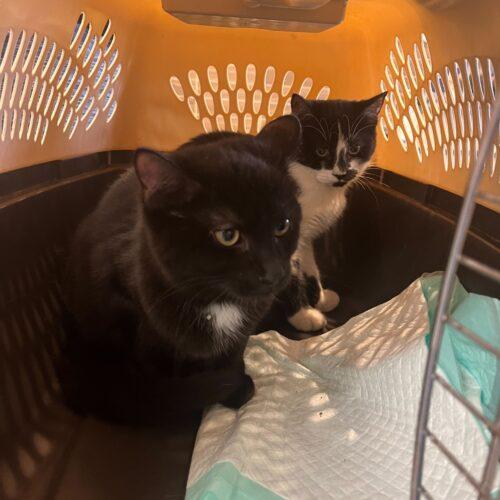 Enlarge Waylon, a Adoptable Domestic Short Hair in Fishers, IN image 5/5