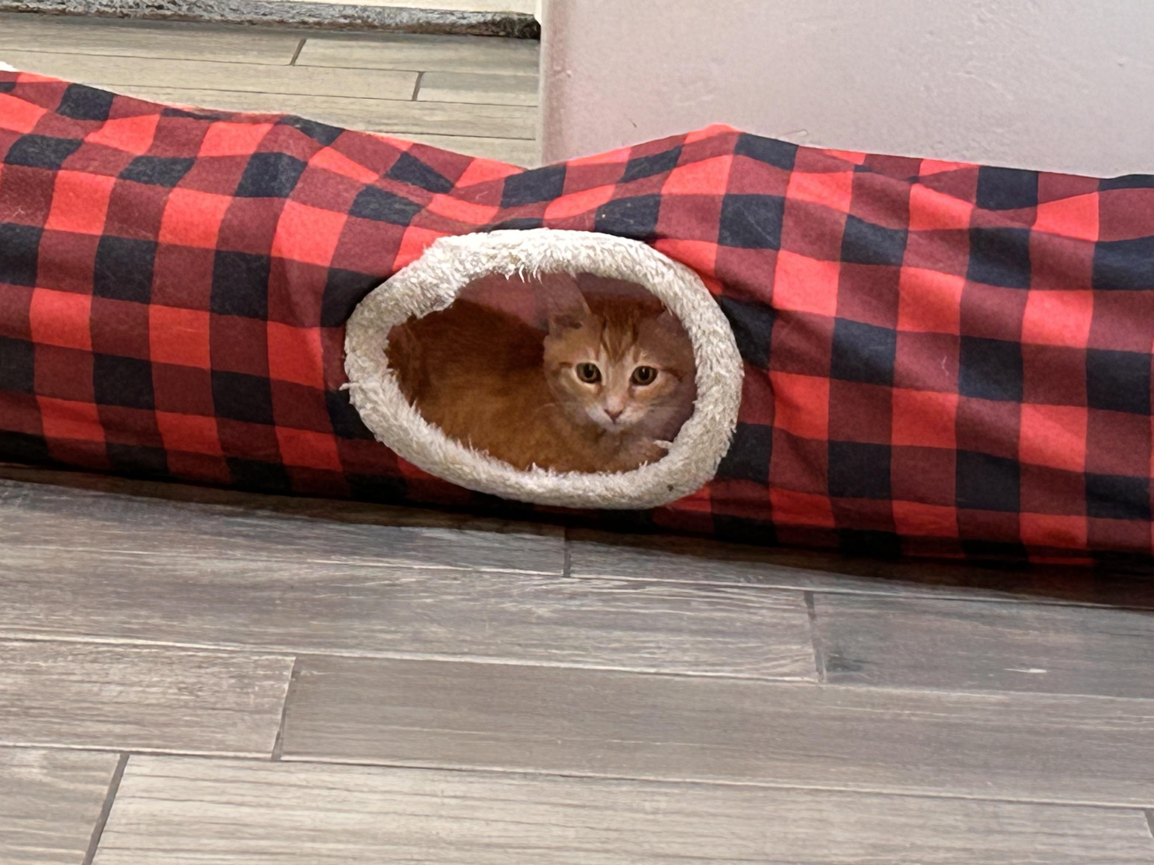 Rosetta, Adoptable, Kitten Female Domestic Medium Hair.